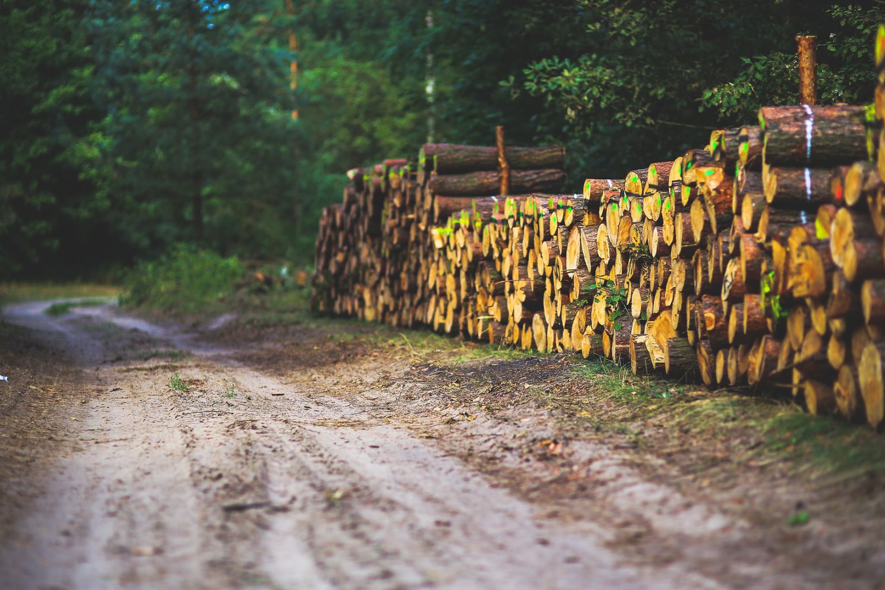 Cut logs